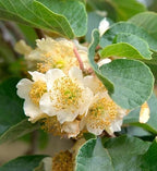 Tomuri Fuzzy Kiwi Vine (Male Pollinator) Everglades Farm 