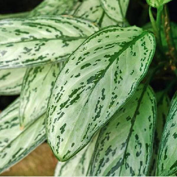 Aglaonema Queen | Chinese Evergreen | Low Maintenance House Plant in 6" pot Everglades Farm 