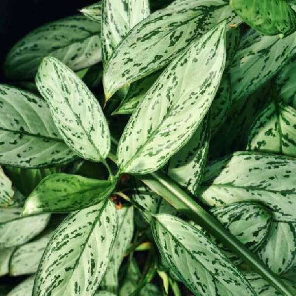 Aglaonema Silver Queen | Chinese Evergreen | Low Maintenance House Plant in 6" pot Everglades Farm 