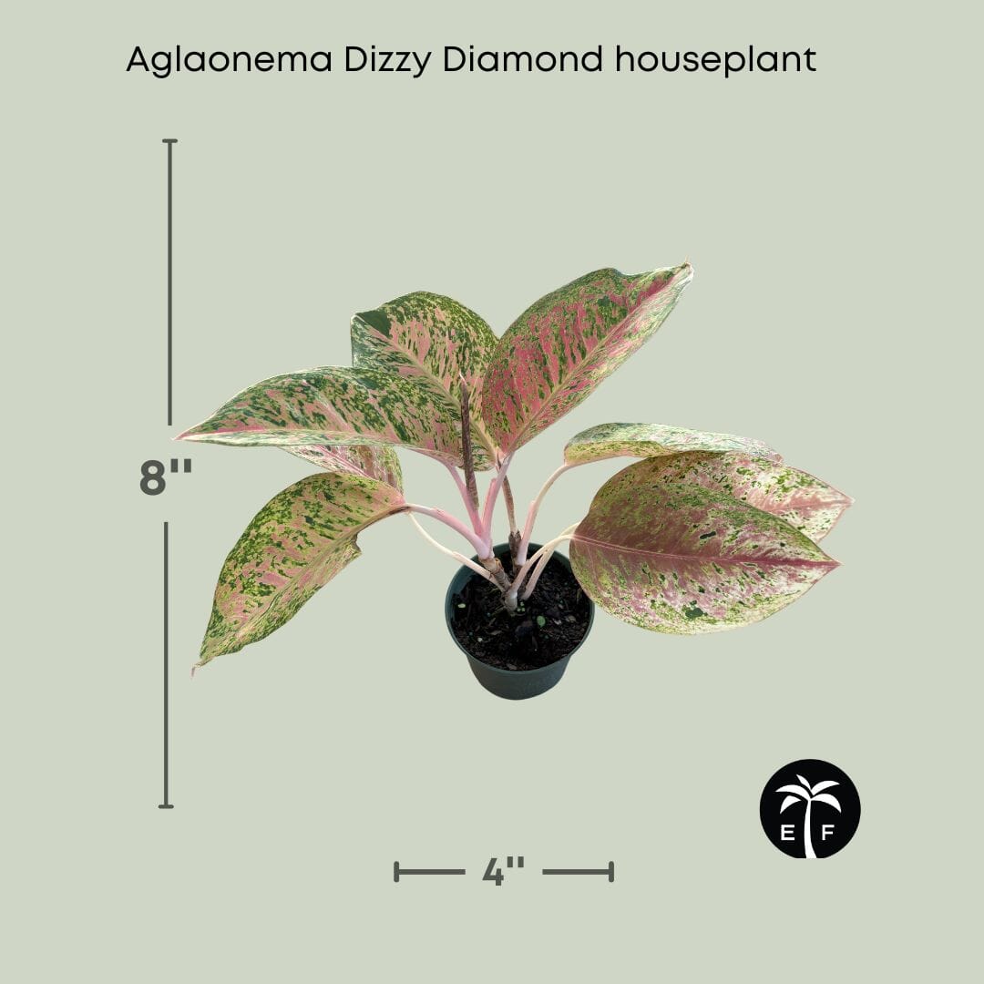 Aglaonema Dizzy Diamond Houseplant Everglades Farm 