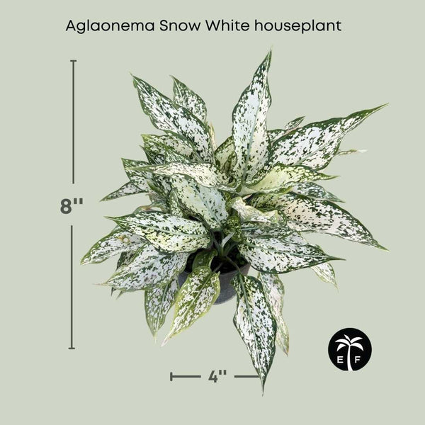 aglaonema osaka white Aglaonema Snow White Houseplant Elegant and Low Maintenance 6" Contain – Everglades Farm