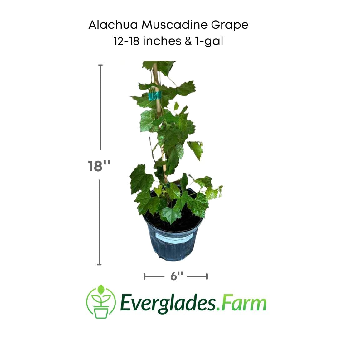 Carlos Muscadine Grape Vine - Vitis rotundifolia 103-Pine Island Nursery 12-18 inches & 1-gal