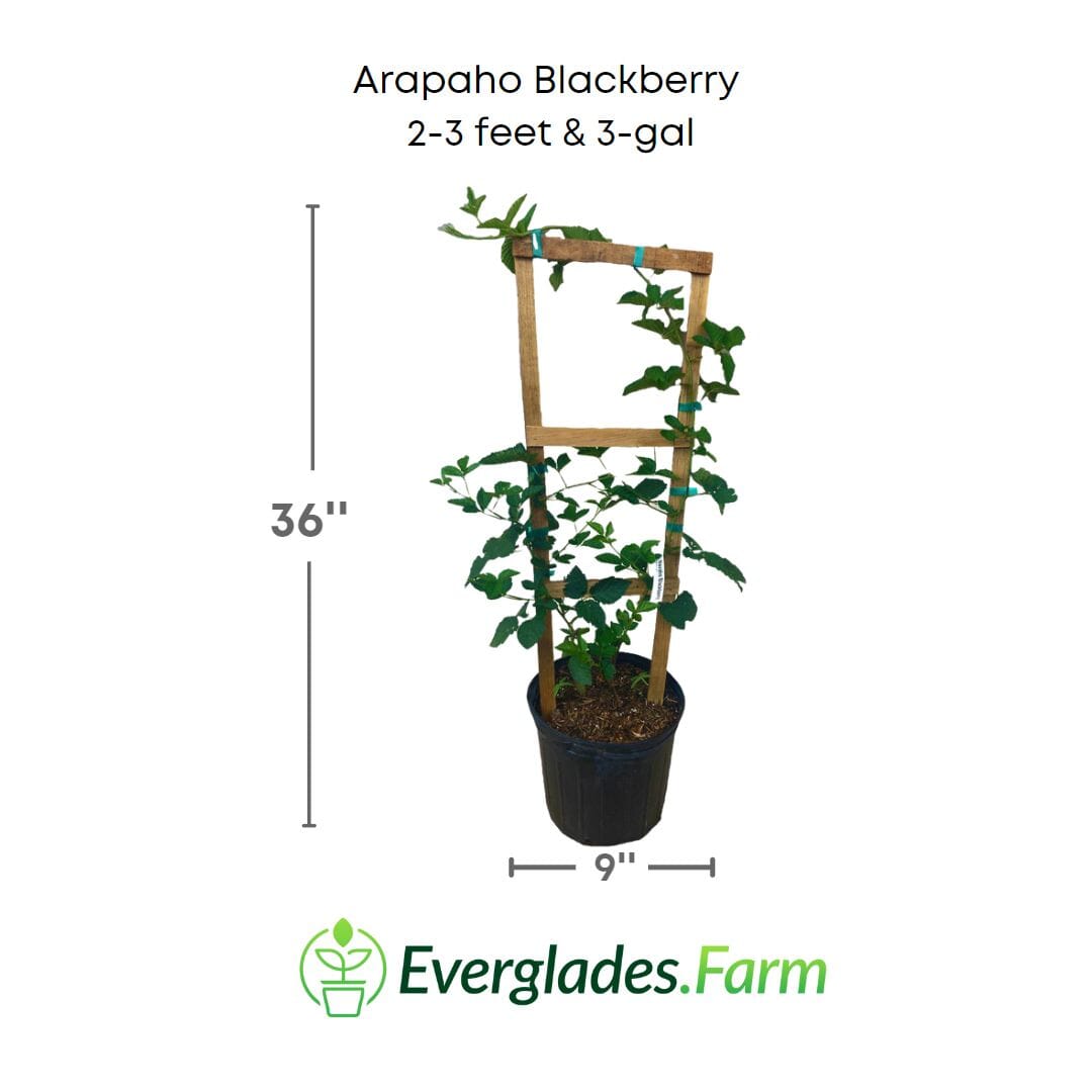 Arapaho Thornless Blackberry Plant 103-Pine Island Nursery 2-3 feet & 3-gal