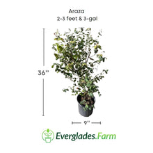 Araza, Aracaba-boi, Eugenia Stipitata, Plant 103-Pine Island Nursery 2-3 feet & 3-gal 