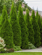 Thuja Green Giant Arborvitae For Sale 106-JJ Landscaping 