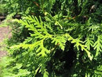 Thuja Green Giant Arborvitae For Sale 106-JJ Landscaping 