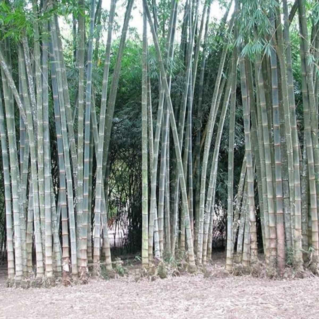 Asper Bamboo Plant for Sale - Edible Shoots & Sustainable Building Material Everglades Farm