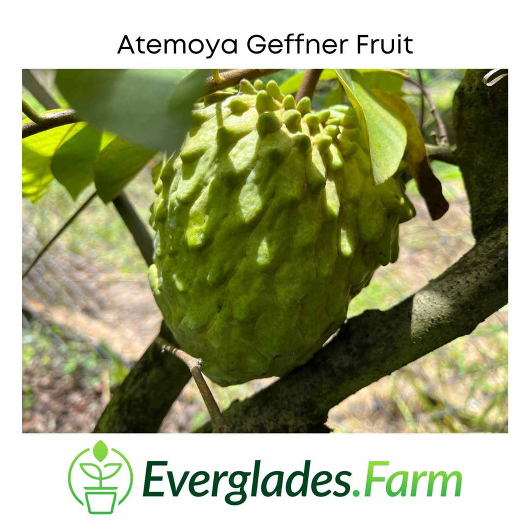Atemoya Geffner Fruit Tree, Grafted, 3 feet tall, for sale from Florida