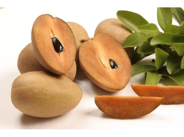 Butterscotch Sapodilla Nispero Tree Grafted Fruit Trees 102-Zill High Performance Plants