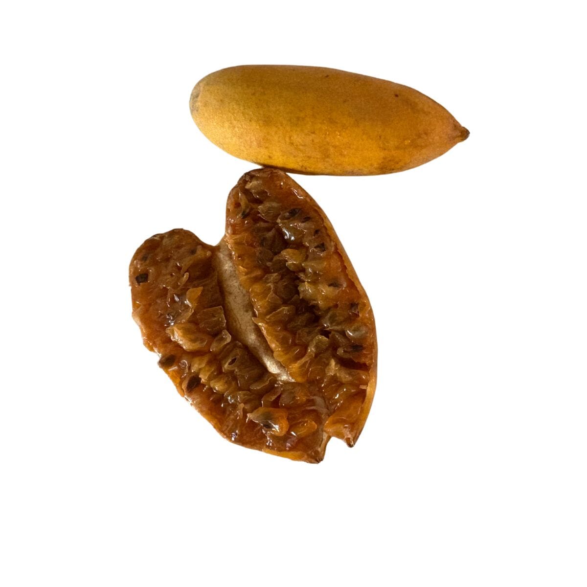 Banana Passion Fruit Plant | Passiflora Mollissima Curuba | Exotic Tropical Vine with Sweet Fruits Everglades Farm