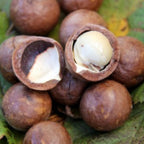 Beaumont Macadamia Nut Tree - High Yield Macadamia Integrifolia Hybrid for Gardens Everglades Farm