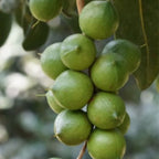 Beaumont Macadamia Nut Tree - High Yield Macadamia Integrifolia Hybrid for Gardens Everglades Farm