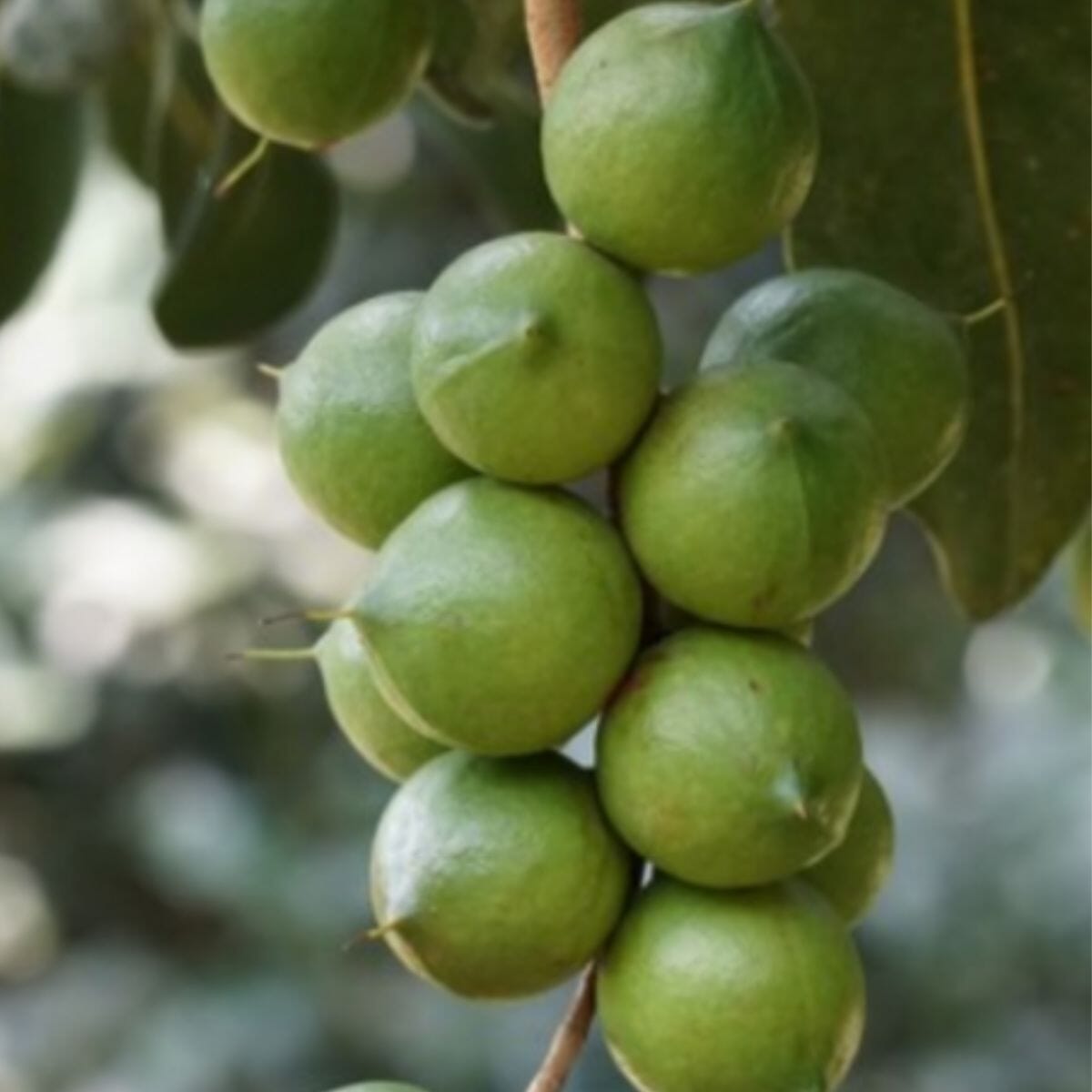 Beaumont Macadamia Nut Tree - High Yield Macadamia Integrifolia Hybrid for Gardens Everglades Farm