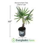 Bismarck Palm Tree Fruit Trees 130-Casey's Corner Nursery