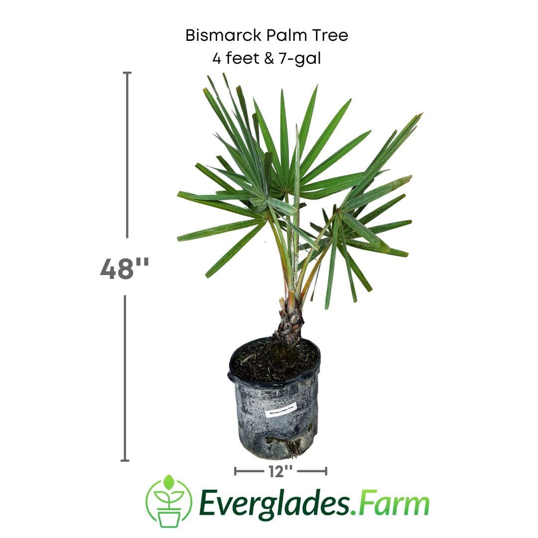 Bismarck Palm Tree Fruit Trees 130-Casey's Corner Nursery