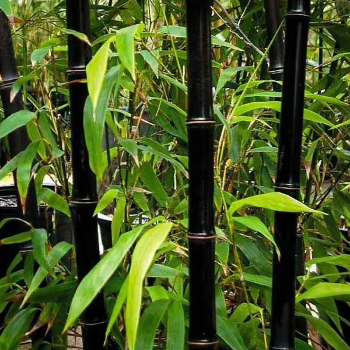 Black Asper Bamboo Tree - Dendrocalamus asper 'Hitam' - Giant Ornamental Bamboo for Large Landscapes Everglades Farm