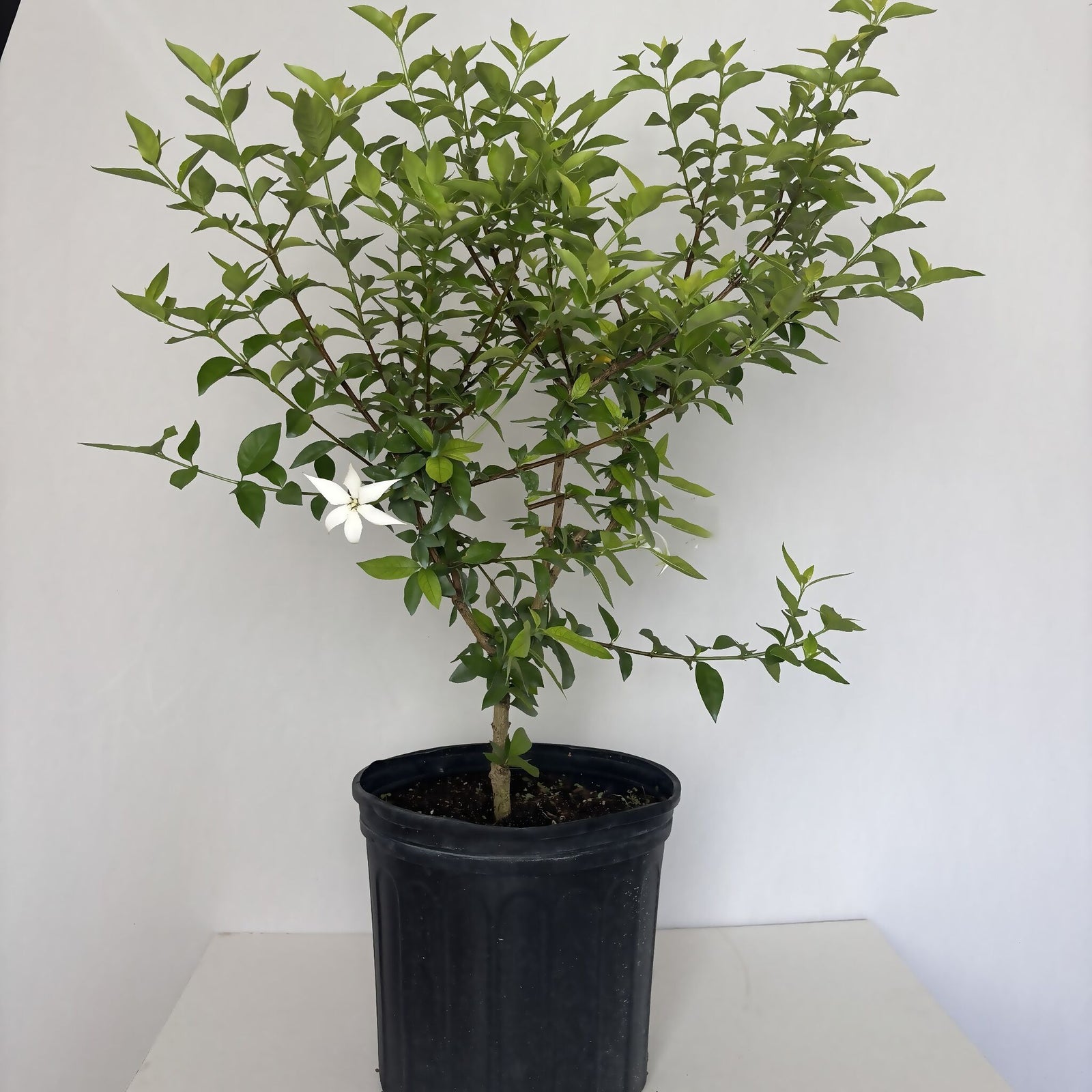 Blackberry Jam plant (Randia formosa) potted shrub with white flower on white background