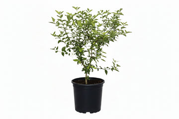 Blackberry Jam plant (Randia formosa) potted shrub with white flower on white background