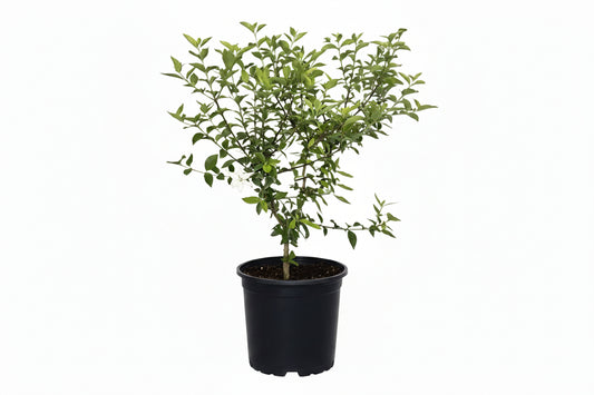 Blackberry Jam plant (Randia formosa) potted shrub with white flower on white background