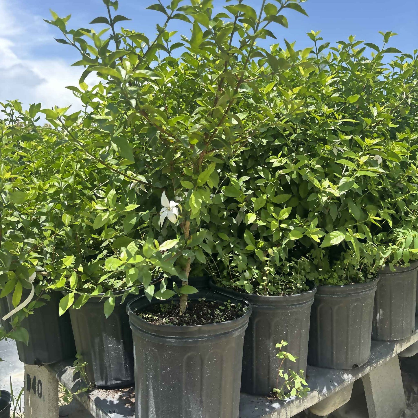 Blackberry Jam (Randia formosa) fragrant white star flower on potted nursery plant