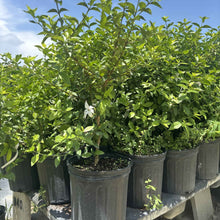Blackberry Jam (Randia formosa) fragrant white star flower on potted nursery plant