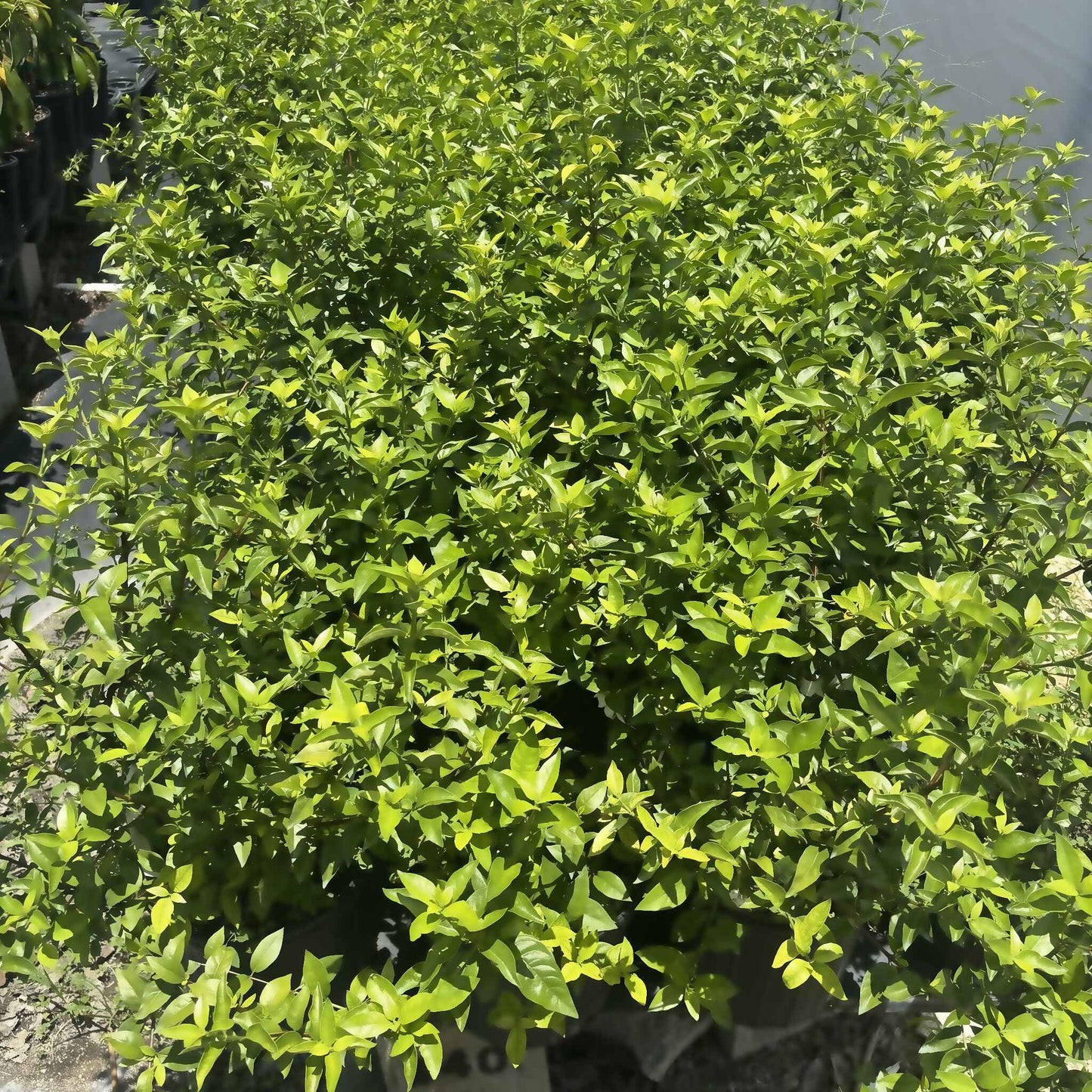 Blackberry Jam (Randia formosa) full healthy green foliage on potted shrub