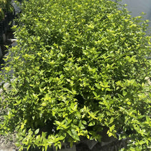 Blackberry Jam (Randia formosa) full healthy green foliage on potted shrub