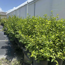 Blackberry Jam (Randia formosa) potted plants lined up in nursery, in stock