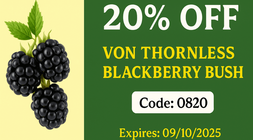 Enjoy 20% on all our Von Thornless Blackberry Bush.