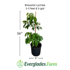 Brewster Lychee Tree Variety Air Layered Fruit Trees 100-Carlos Tropical Fruits 2-3 feet & 3-gal