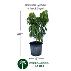 Brewster Lychee Tree Variety Air Layered Fruit Trees 100-Carlos Tropical Fruits 4 feet & 7-gal
