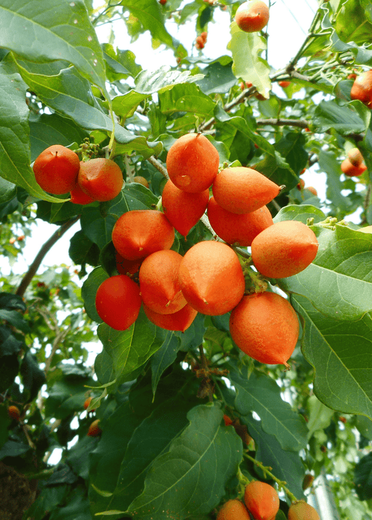 Peanut Butter Fruit Tree - Unique Tropical Delight Everglades Farm 