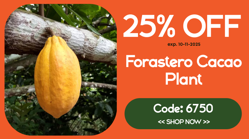 Enjoy 25% on all our Forastero Cacao Trees, for a limited time.