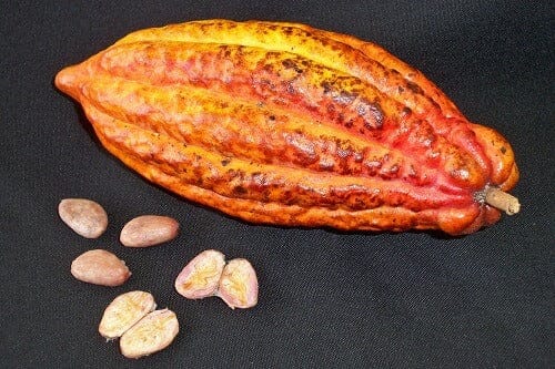 Criollo Cacao Chocolate Tree 103-Pine Island Nursery
