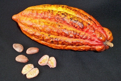 Criollo Cacao Chocolate Tree