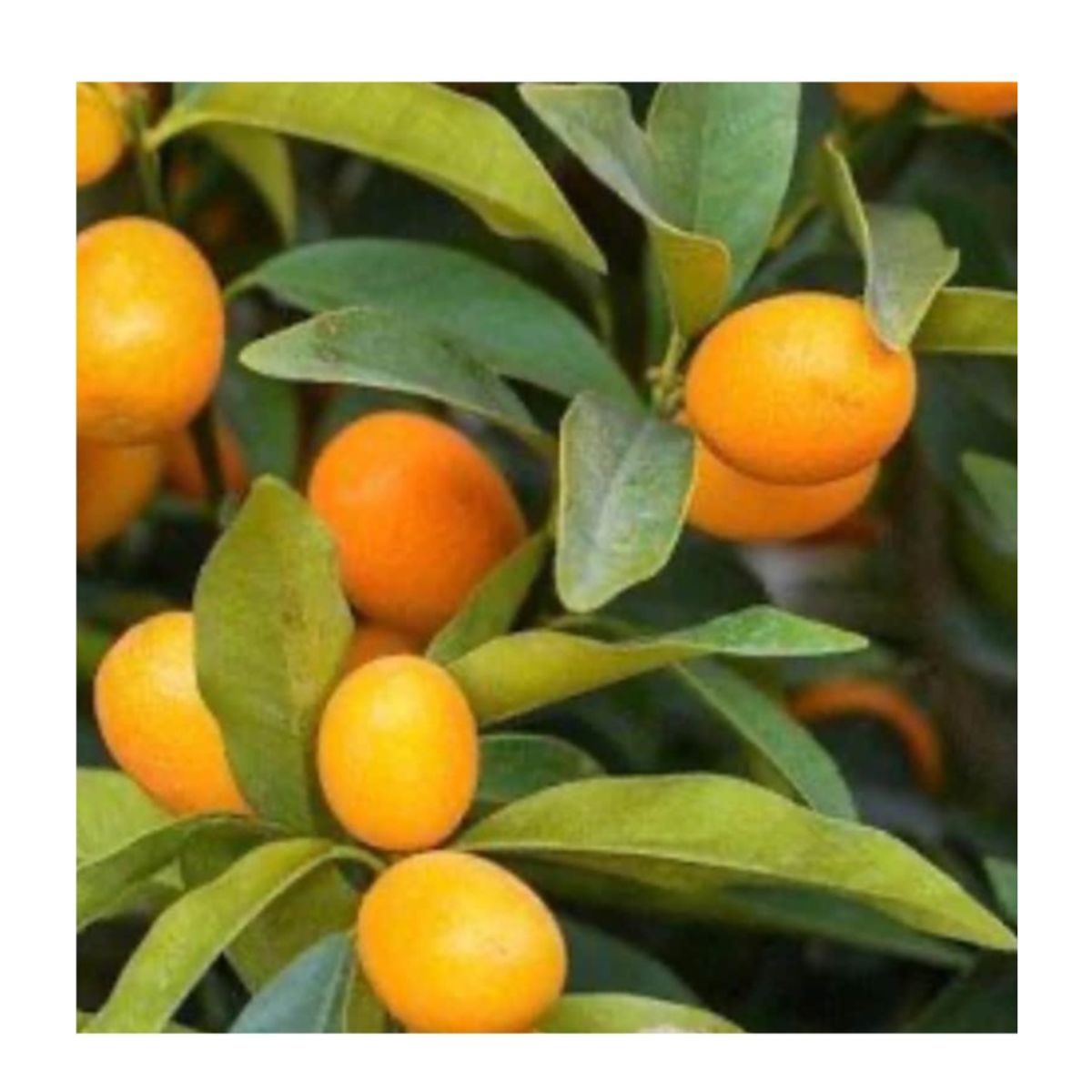 Callie Kumquat Dwarf Tree - Meiwa Nagami Hybrid for Delicious Fruit