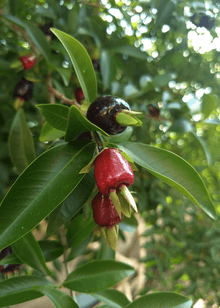 Cherry of the Rio Grande 130-Casey's Corner Nursery