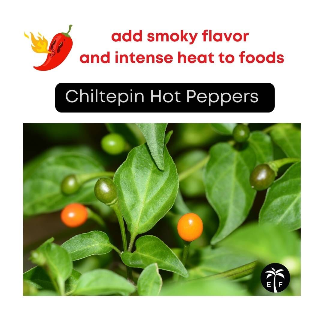 Chiltepin Tepin Hot Pepper Plant, Planta de chile de monte Fruit Trees 100-Carlos Tropical Fruits 