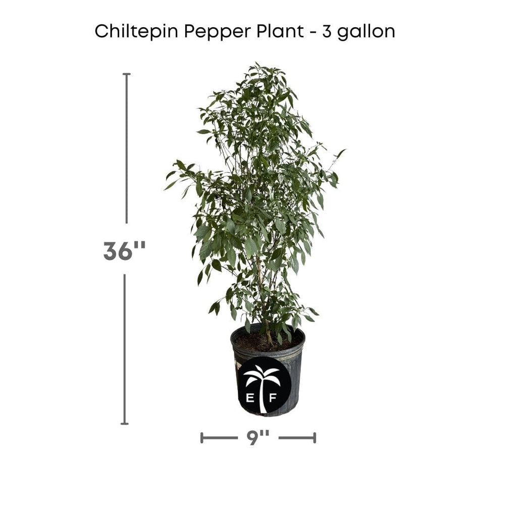 Chiltepin Tepin Hot Pepper Plant, Planta de chile de monte Fruit Trees 100-Carlos Tropical Fruits 2-3 feet & 3-gal 