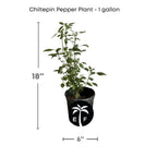 Chiltepin Tepin Hot Pepper Plant, Planta de chile de monte Fruit Trees 100-Carlos Tropical Fruits 12-18 inches & 1-gal 