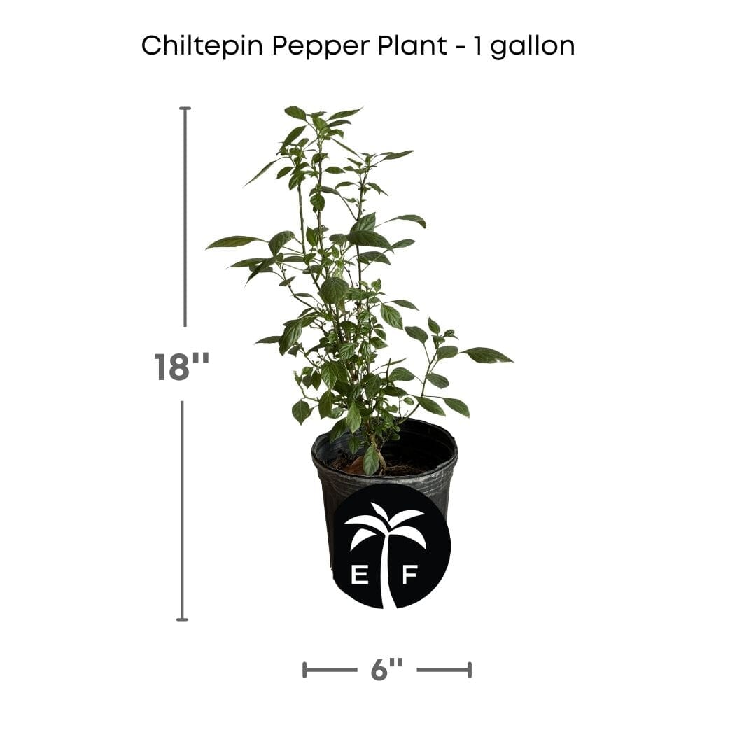 Chiltepin Tepin Hot Pepper Plant, Planta de chile de monte Fruit Trees 100-Carlos Tropical Fruits 12-18 inches & 1-gal 