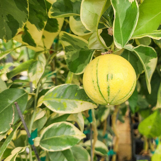 Variegated Sour Orange Tree | Grafted | 2-3 feet & 3-gal Everglades Farm 
