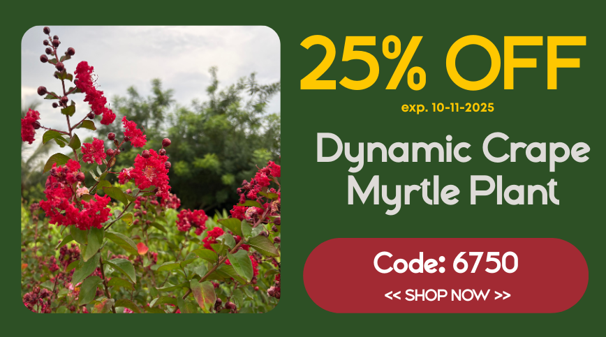 Enjoy 25% on our beautiful Dynamic Crape Myrtle Plants.