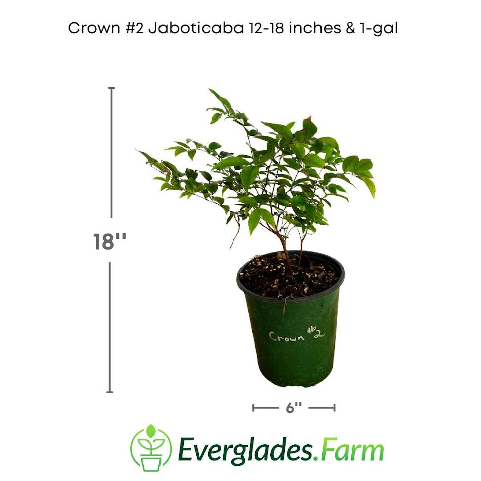 Crown #2 Jaboticaba from everglades farm