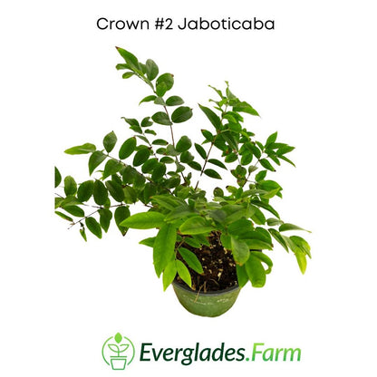 Crown #2 Jaboticaba Leaves Everglades Farm