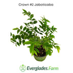 Crown #2 Jaboticaba Tree Fruit Trees 103-Pine Island Nursery