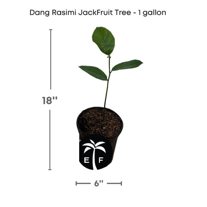 Dang Rasimi Jackfruit Dwarf Tree, from Seedlings Everglades Farm 12-18 inches & 1-gal 