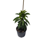 Wurtz or Little Cado Dwarf Avocado Tree Fruit Trees 111-Lalo Melo