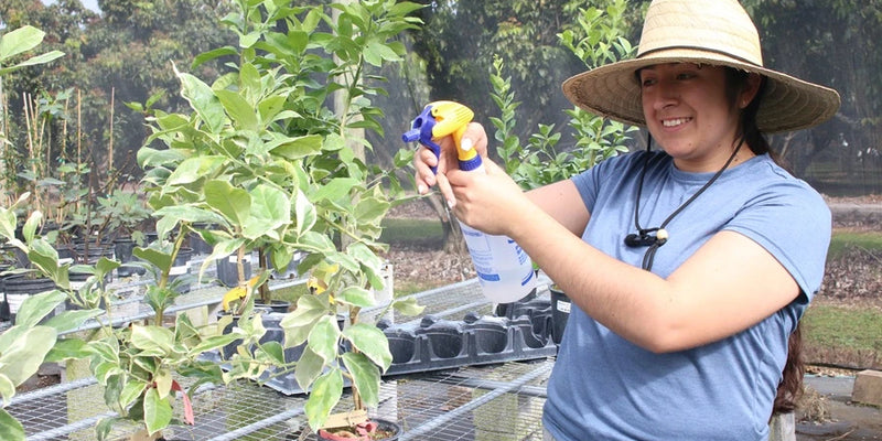 Everglades Farm Leads Demand for Dwarf Tropical Fruit Trees, Redefining Sustainable Gardening