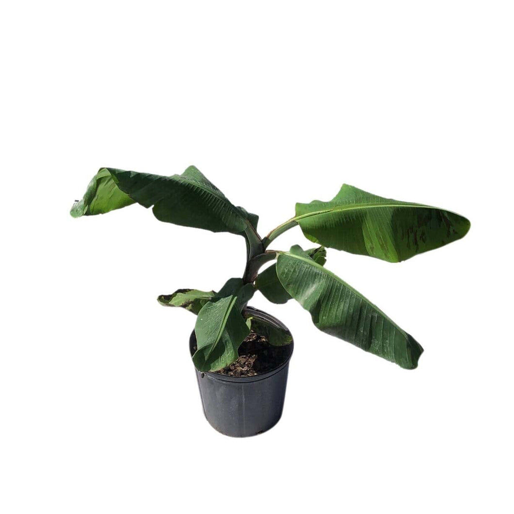 Kandrian Banana, Plant, for sale from Florida